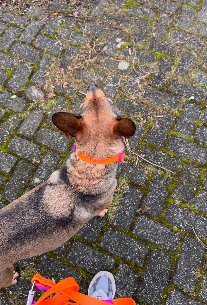 The Fritz Dog Collar | Sunset Violet: Small