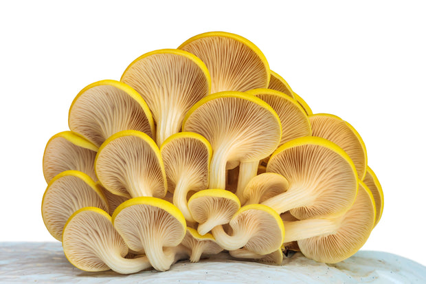 Golden Oyster Mushroom Growing Kit - Great for eating!