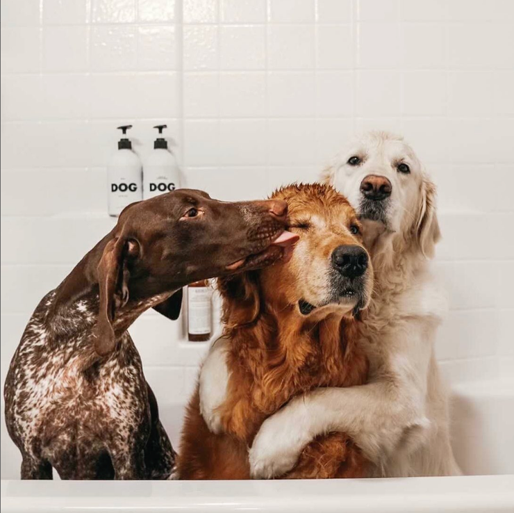 DOG Leave in Conditioner