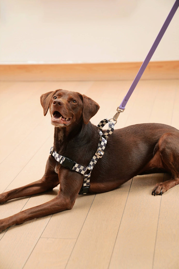 The Fritz Dog Harness | Adjustable, No-Pull & Reversible: Black Creamy / Medium