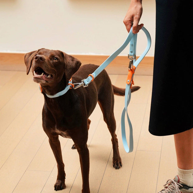 The Fritz Dog Leash | Leash wit Handle | Multi Dog Leash: Baby blue red / Standard