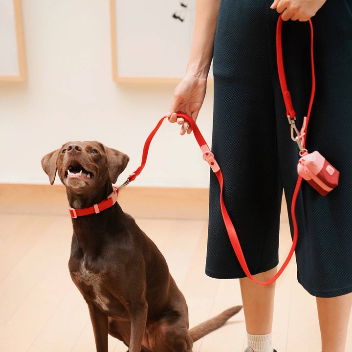 The Fritz Leash: Blue/Orange-Standard