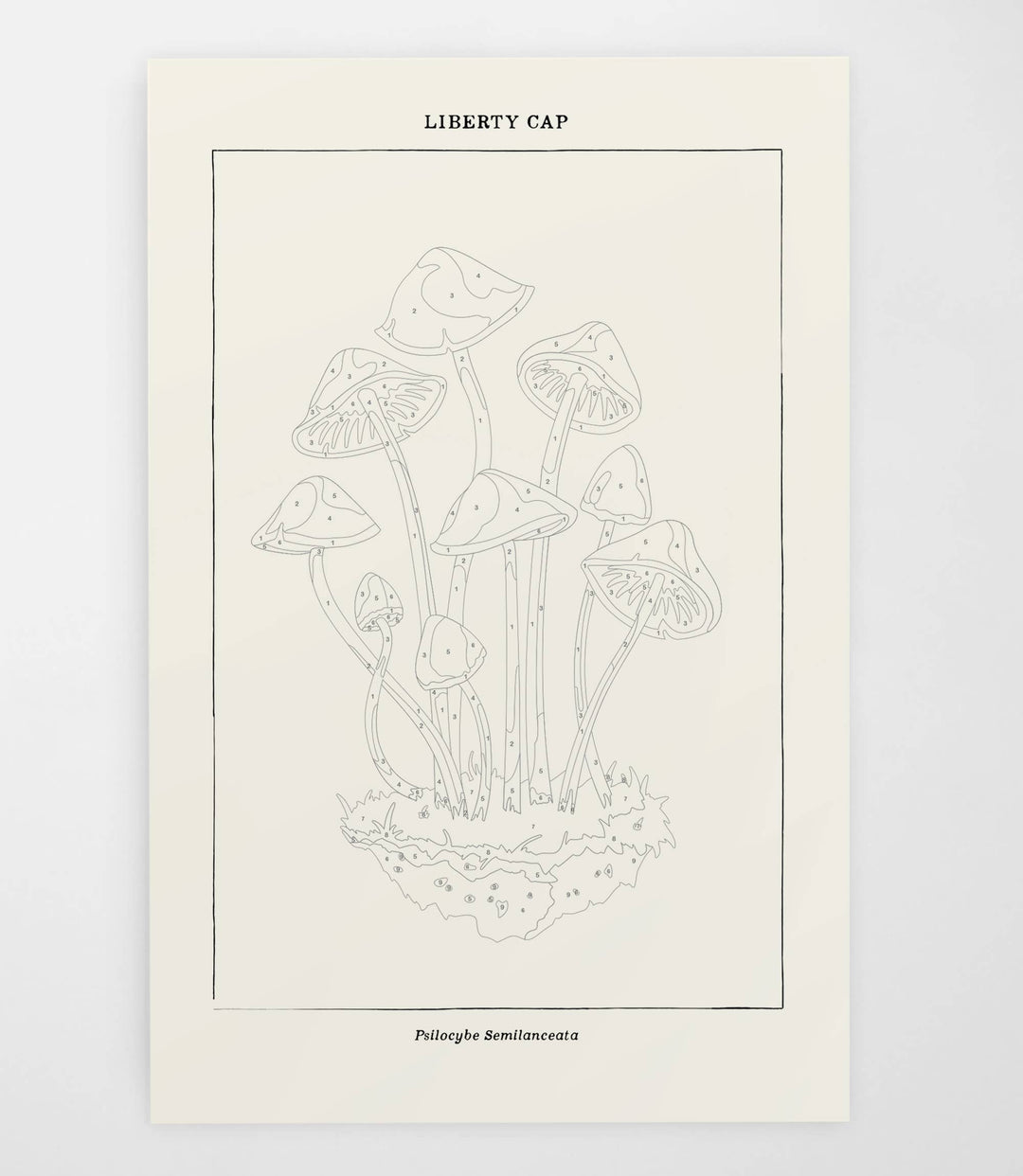 Mushroom Botanical | Modern Paint By Numbers Kit