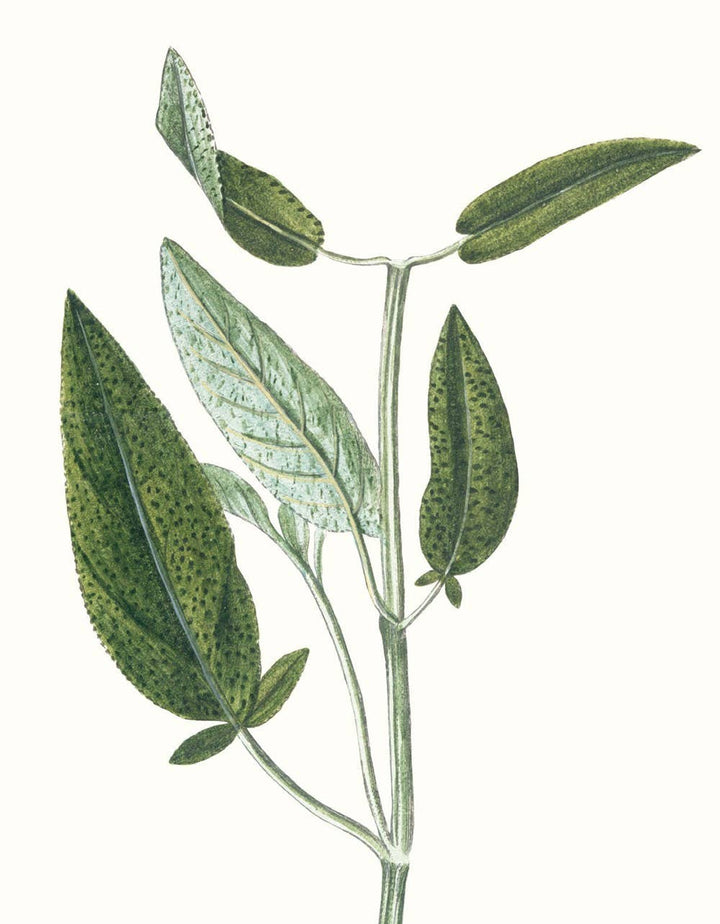 Herbs and Spices: (An Abbeville Notecard Set)