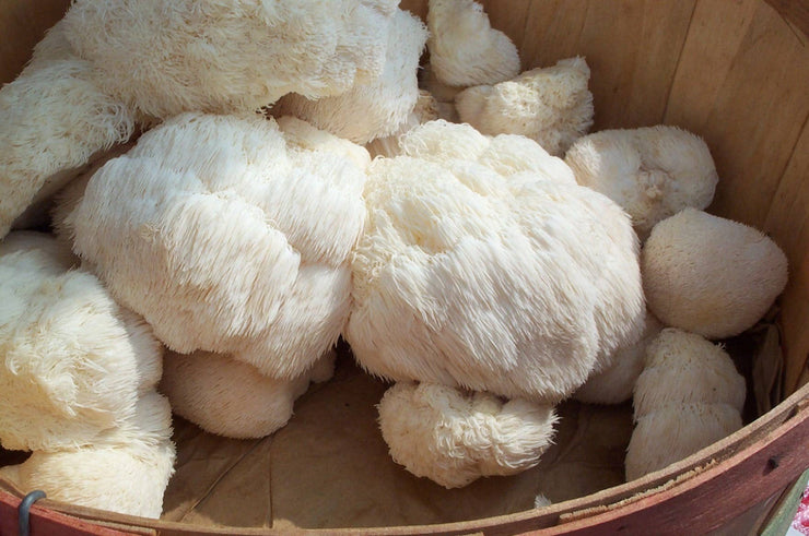 Lions Mane Gourmet Mushroom Growing Kit!