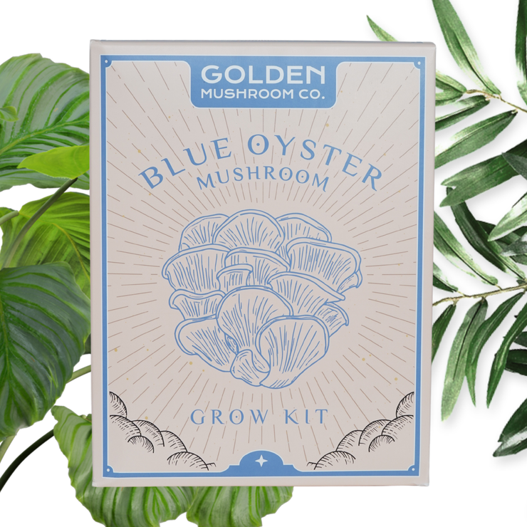 Blue Oyster Mushroom Grow Kit