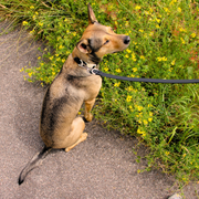 The Fritz Dog Collar | Black Tie White Sand - Bridal : Small