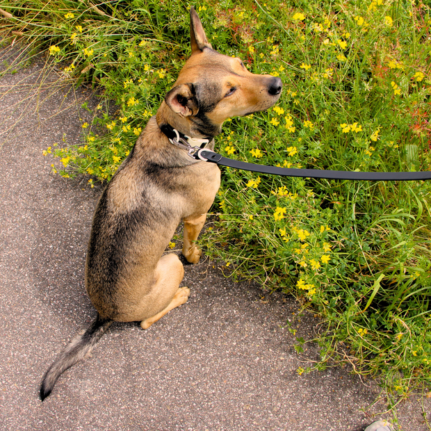 The Fritz Dog Leash | Black Tie White Sand | Bridal: Small