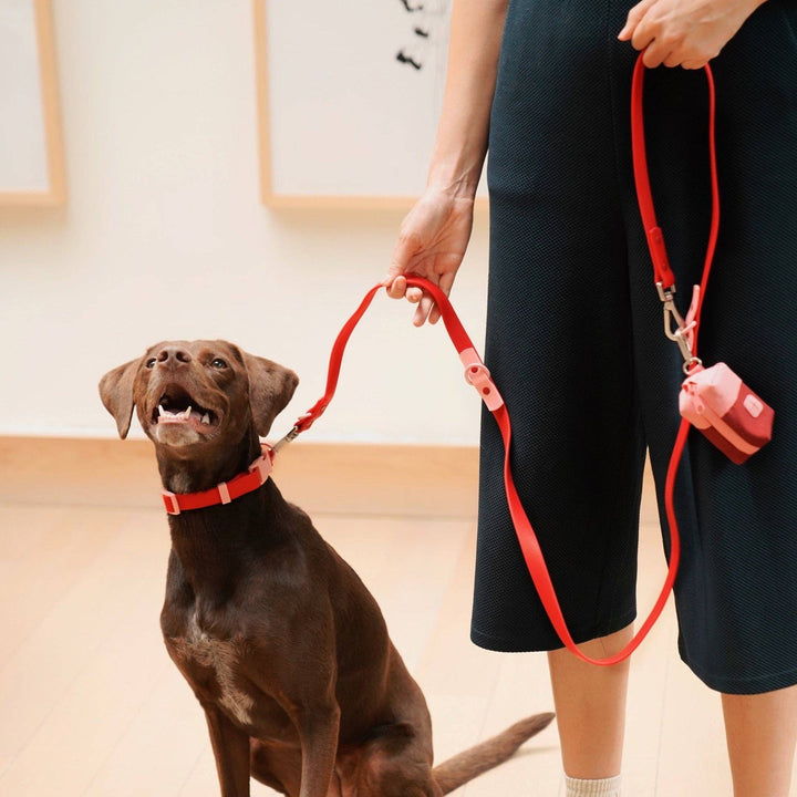 The Fritz Collar: Burgundy/Sun-Medium