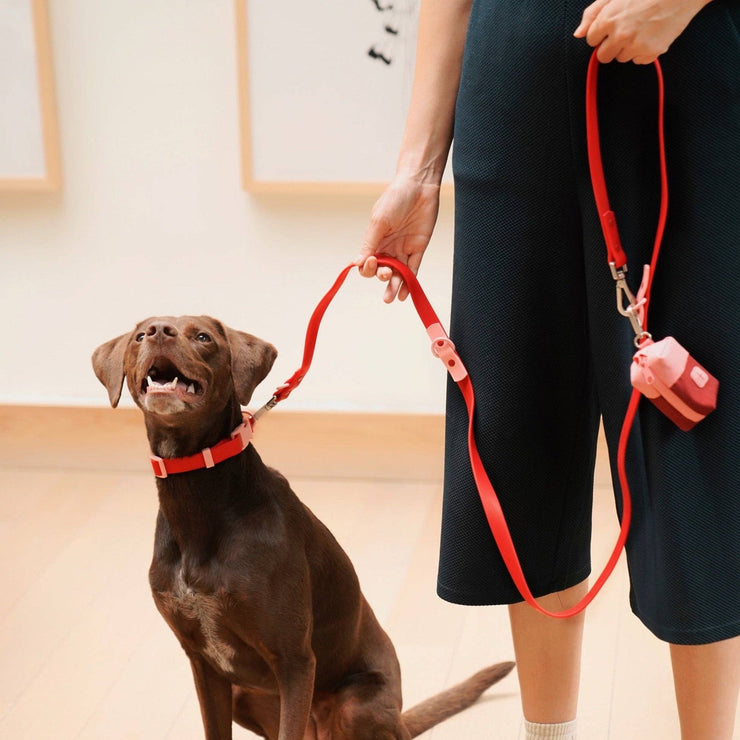 The Fritz Dog Collar : Baby blue orange / Small