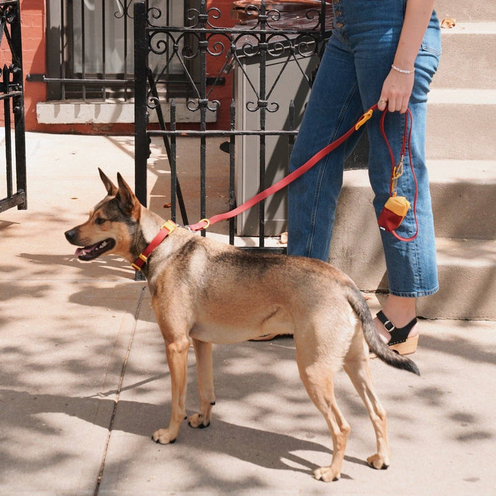The Fritz Leash: Blue/Orange-Standard