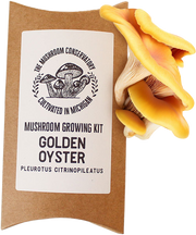 Golden Oyster Mushroom Growing Kit - Great for eating!