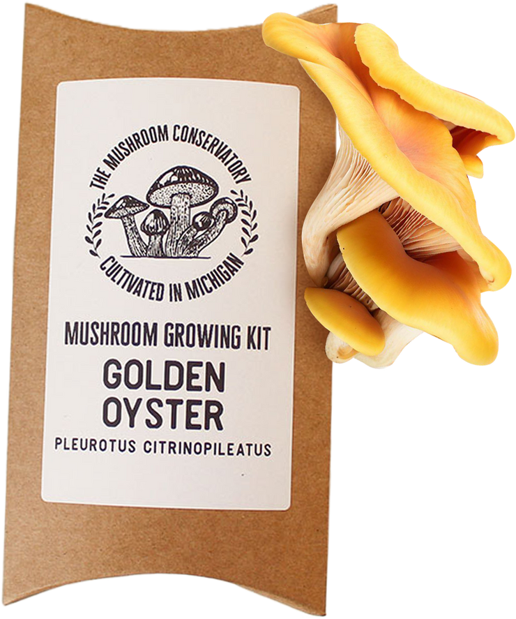 Golden Oyster Mushroom Growing Kit - Great for eating!