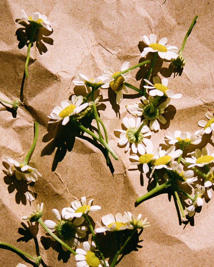 Chamomille