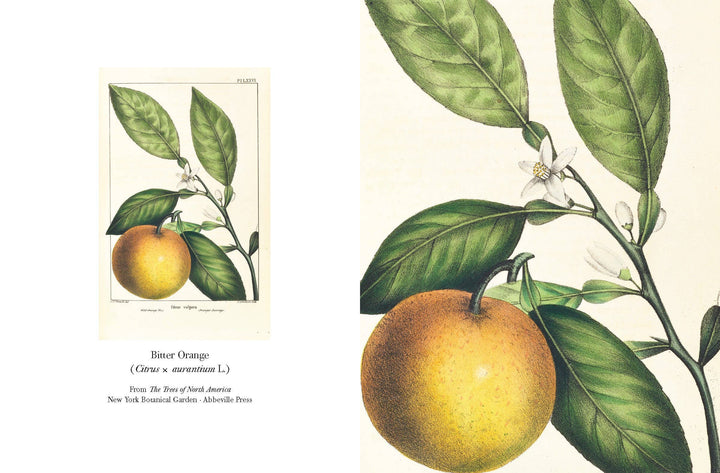 The Trees of North America note cards