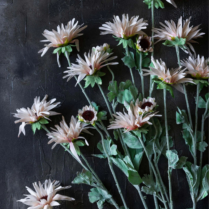 Chrysanthemum Blush Florals