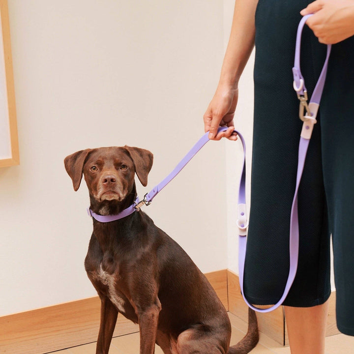 The Fritz Leash: Blue/Orange-Standard