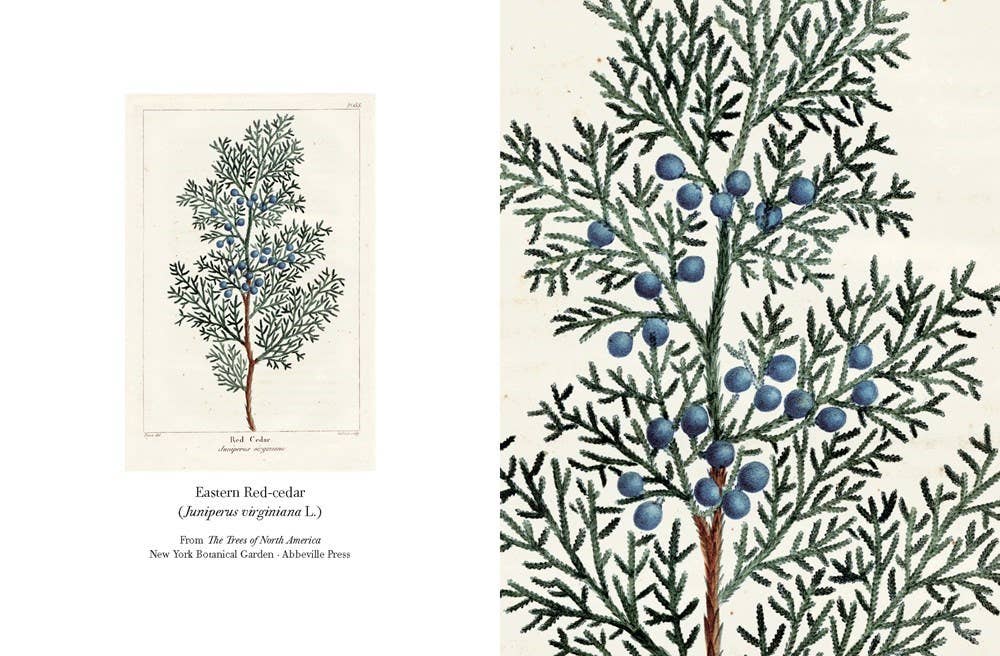 The Trees of North America note cards