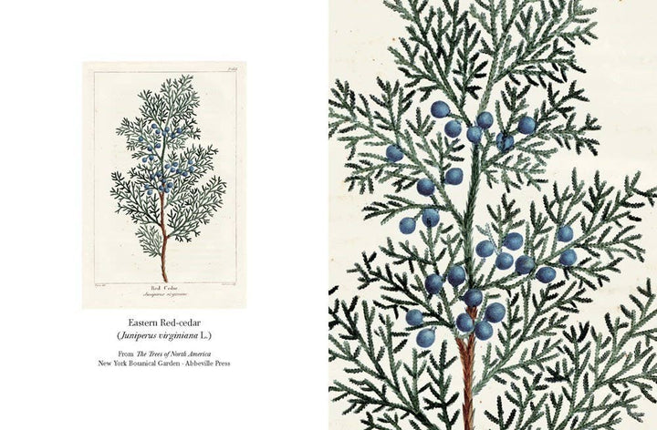 The Trees of North America note cards