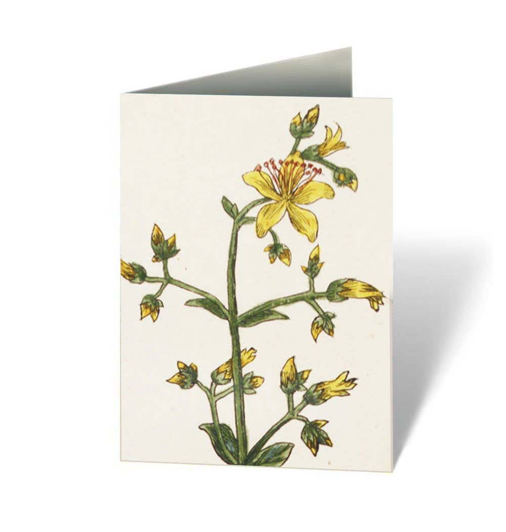 Healing Plants Note Cards