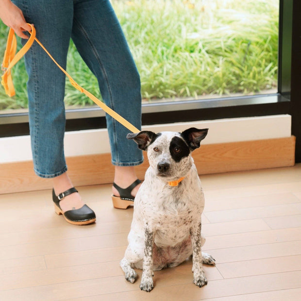 The Fritz Dog Leash | Leash wit Handle | Multi Dog Leash: Pink lemonade / Standard