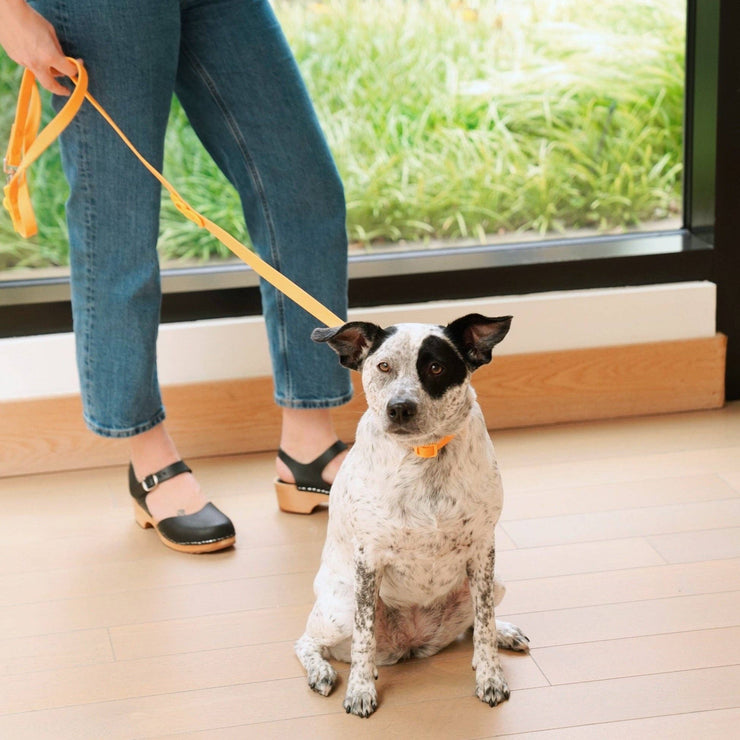 The Fritz Dog Leash | Leash wit Handle | Multi Dog Leash: Burgundy sun / Standard