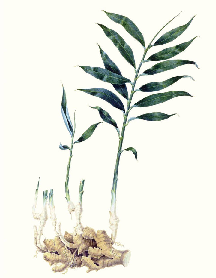 Herbs and Spices: (An Abbeville Notecard Set)