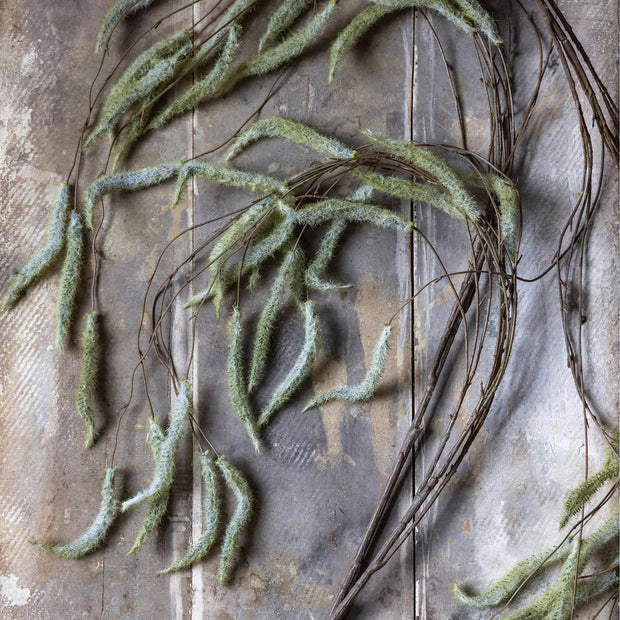 Trailing Catkin