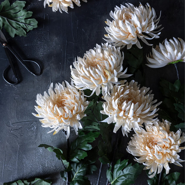 Chrysanthemum Cream