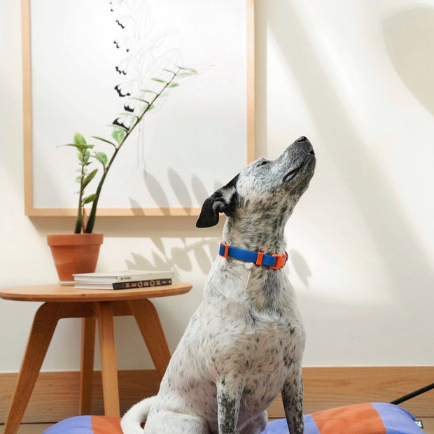 The Fritz Dog Collar : Blue orange / Small