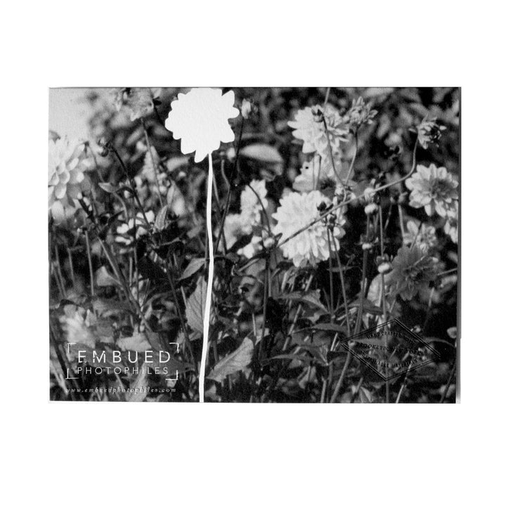 Dahlias Thank You Card