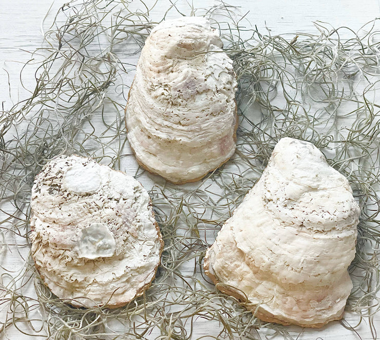 French Hydrangea Oyster Trinket Dish