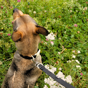 The Fritz Dog Collar | Black Tie White Sand - Bridal : Medium