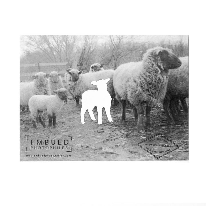 Black Sheep Its Good to Be Different, Baby Card