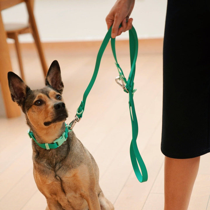 The Fritz Leash: Blue/Orange-Standard