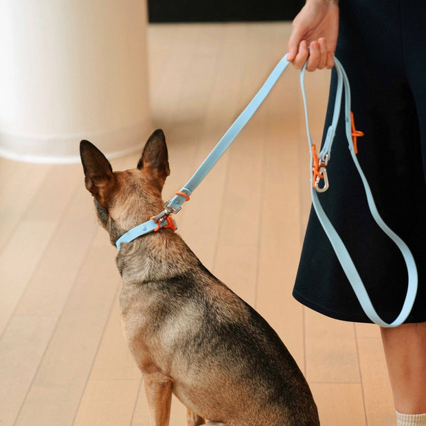 The Fritz Dog Collar : Baby blue orange / Small