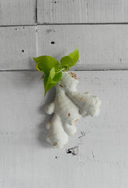 Ginger Wall Planter