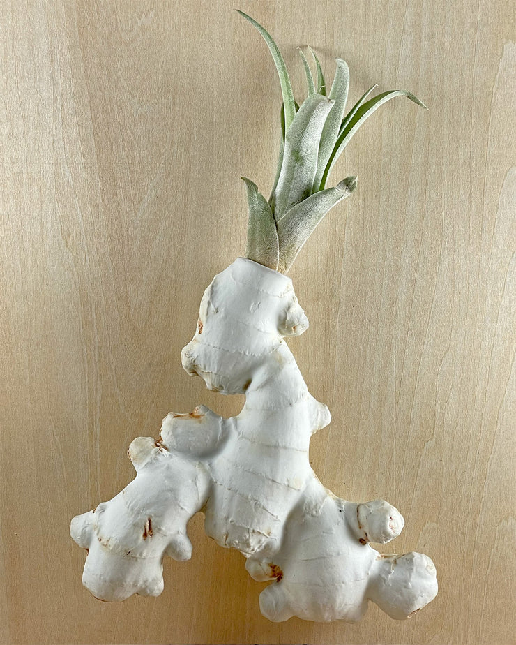 Ginger Wall Planter