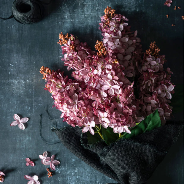 Cone Hydrangea Pink Sunset