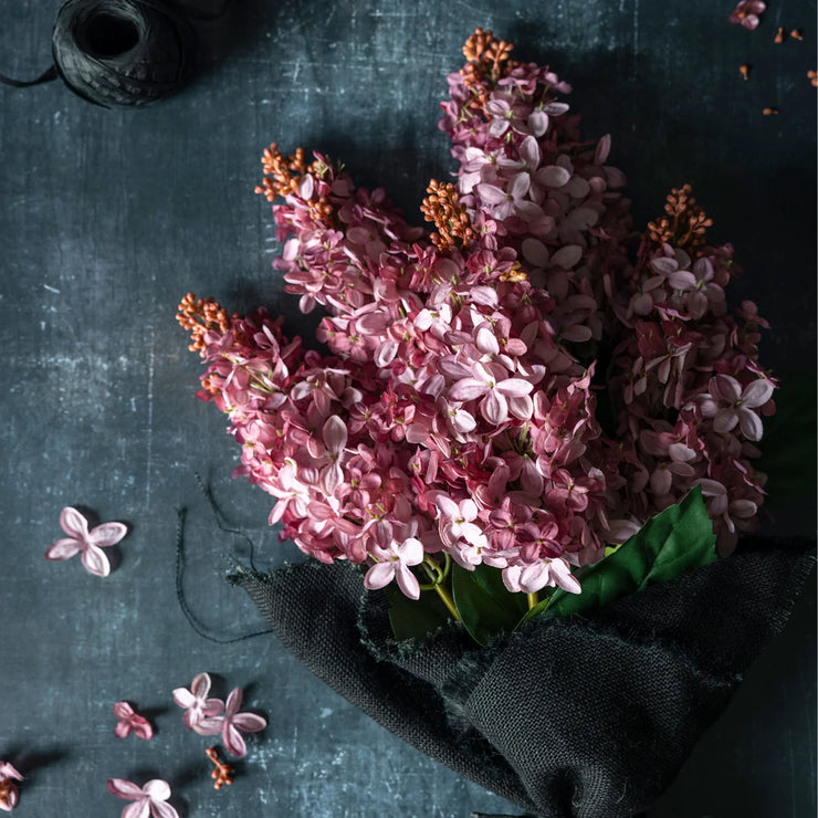 Cone Hydrangea Pink Sunset